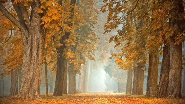 Paesaggio autunnale &copy; Immagine di Pixabay