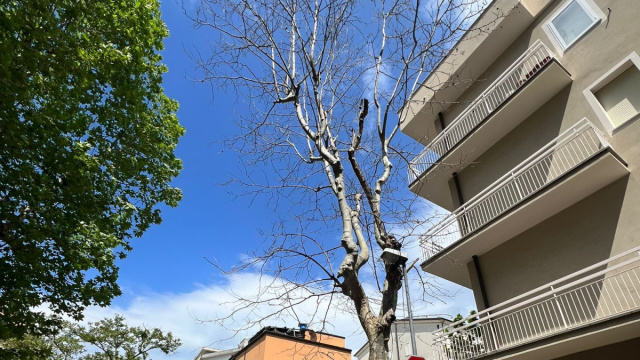Riqualificazione asfalto via Milano, abbattimento e ... &copy; Creative Commons