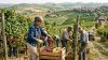 Vivi la vendemmia coi Fradè: vigne, pigiatura e sapori dell’Oltrepò Pavese