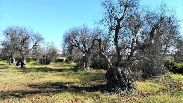 Alberi di ulivo attaccati da Xylella fastidiosa nelle campagne di Gallipoli