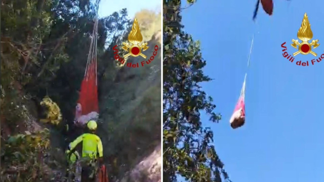 Fiastra, bovino finisce in un dirupo sul Monte Ragnolo: recuperato ... &copy; Creative Commons