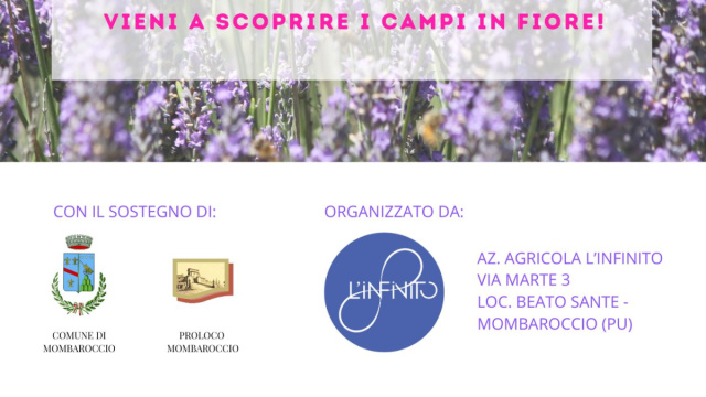 Mombaroccio si tinge di viola: torna Lavanda in Fiore - Occhio ... &copy; Creative Commons