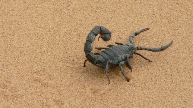 Oroscopo segno dello Scorpione &copy; Pixabay