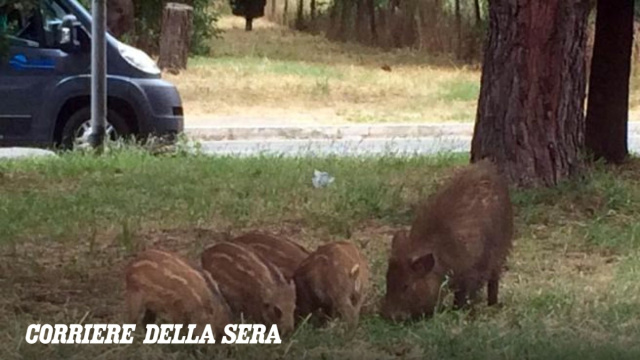 Peste suina africana, allarme alle porte di Roma: zona infetta a ... &copy; Creative Commons