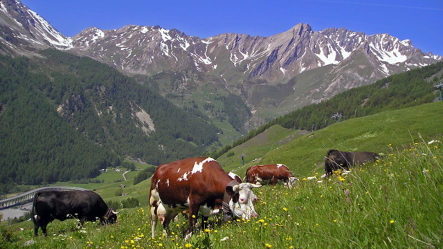 Razze bovine &copy; Creative Commons