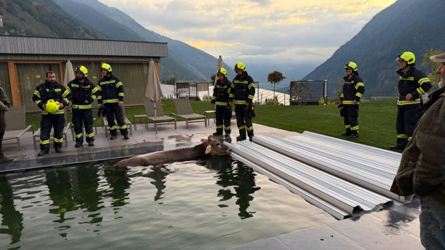 Mucca in piscina salvata dai vigili del fuoco &copy; Creative Commons