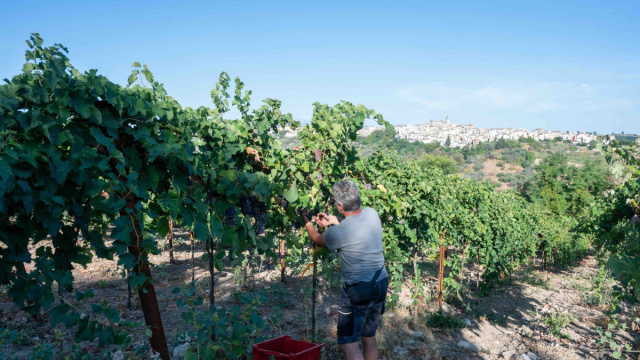 All'istituto agrario di Scerni conclusa la prima vendemmia Piwi d ... &copy; Creative Commons