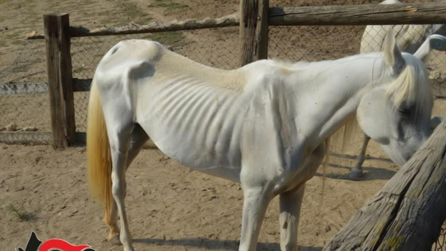 Chiuso a Bubbio il lager dei cavalli: dodici esemplari ridotti ... &copy; Creative Commons