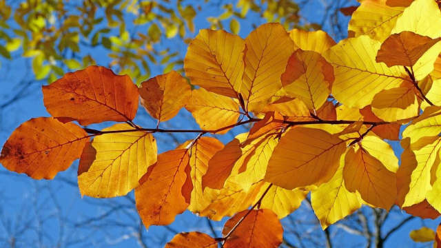 foglie autunnali e cielo azzurro d'autunno &copy; Pixabay
