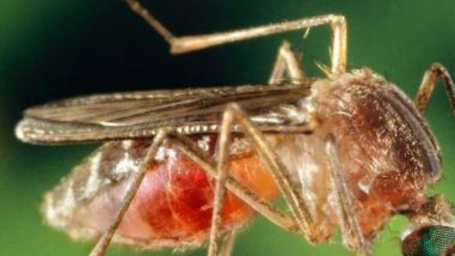 Trentino, primo caso di West Nile, in ospedale una donna rientrata ... &copy; Creative Commons