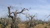 UniSalento: i lecci contro Xylella e riscaldamento del suolo nel Salento