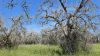 UniSalento: i lecci contro xylella e caldo, così si salva il paesaggio
