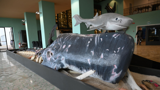 A Napoli, ha aperto le porte il Museo Darwin Dohrn  Il Bo Live &copy; Creative Commons