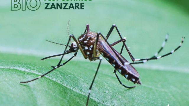 Bio Disinfestazione Zanzare Senza Pesticidi 100% Bio  Ekonore &copy; Creative Commons