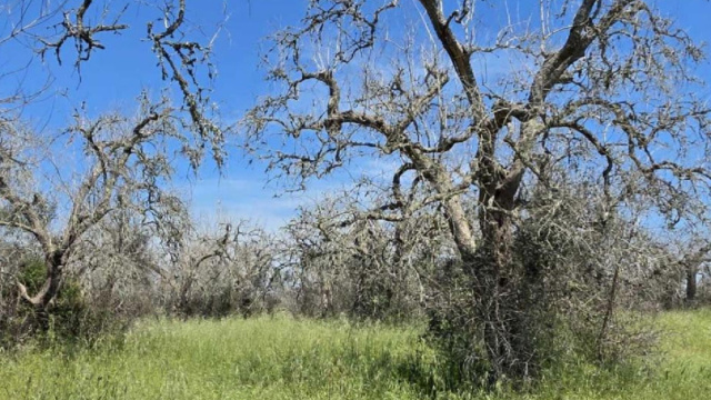 Lecci al posto degli ulivi colpiti da Xylella, contro il riscaldamento &copy; Creative Commons