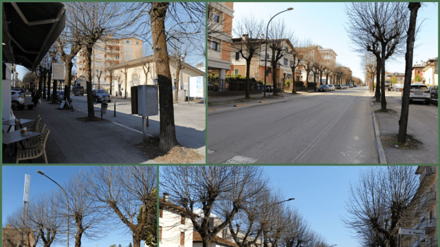 Chi li vuole gli alberi di via Feltre? &ndash; Delegazione Lipu di Belluno &copy; Creative Commons