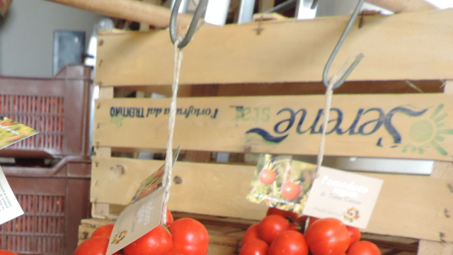 Il pomodoro appeso che non vuole abdicare - BiodiverSOBiodiverSO &copy; Creative Commons