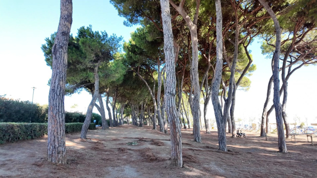 Pineto, allarme cocciniglia: nuovi controlli sugli alberi trattati ... &copy; Creative Commons