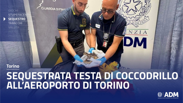 Agenzia delle Dogane e dei Monopoli on X: "Sequestrata da #ADMgov ... &copy; Creative Commons