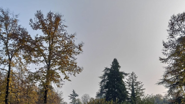 Bosco Ospizio, il polmone verde di Reggio Emilia che rischia di ... &copy; Creative Commons