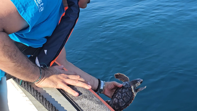Le tartarughe Caretta caretta Lucilla e Mistral sono tornate in ... &copy; Creative Commons
