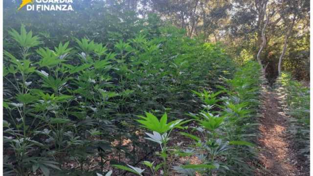 Una maxi coltivazione di marijuana sulle rive del fiume Fortore ... &copy; Creative Commons
