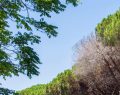 Cocciniglia in Toscana: 56.000 ettari infestati, 13 comuni colpiti