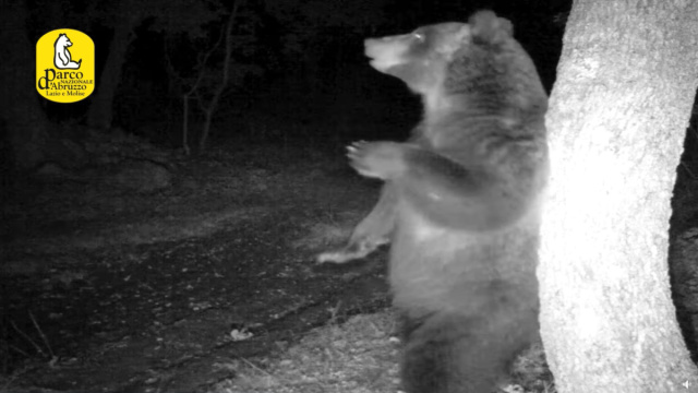 Lo Scarpone - [VIDEO] Il risveglio degli orsi nel Parco Nazionale ... &copy; Creative Commons