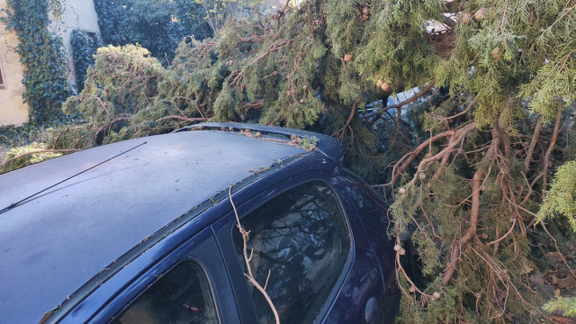 Marche spazzate dal vento: strage di alberi caduti sulle auto e in ... &copy; Creative Commons