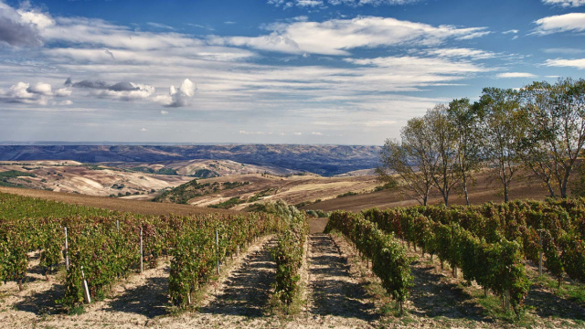 Sensuale Moscato Basilicata IGP  Fantini Wines &copy; Creative Commons