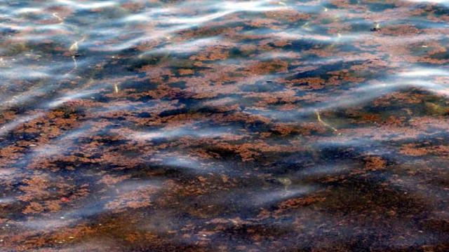 Ecco L'Alga Tossica. Avvistata nel SALENTO. Ancora una volta problemi balneari 