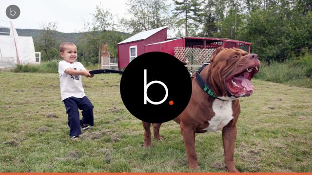 O maior cachorro do mundo é um pit bull e se chama Hulk