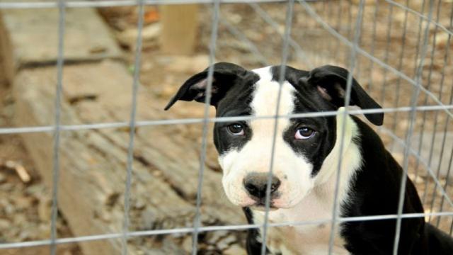 Orrore a Belgrado: bordelli offrono sesso con gli animali