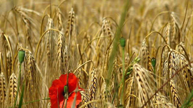 Report, quanto è sicuro il grano?