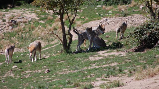 Il lupo torna nel Salento: gli avvistamenti dopo un secolo di assenza