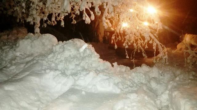 Russia: cane maltrattato a morte ad Yakutsk