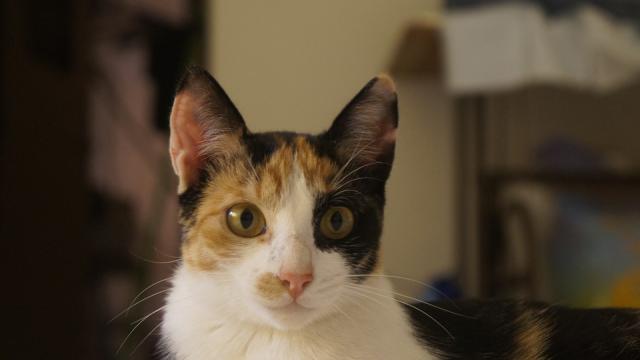 Vídeo: evite obstrução urinária no seu gato