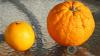 ¿Sabes de donde proviene el nombre de la fruta naranja?