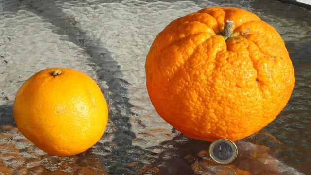 ¿Sabes de donde proviene el nombre de la fruta naranja?