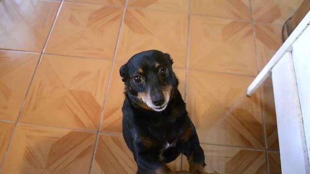 Vídeo: conheça 'Fetúcia', o novo fenômeno do Youtube