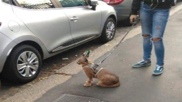 Milano: aveva una lince come animale domestico