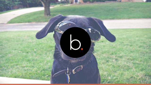 Video: labrador nero torna a casa dopo dieci anni dalla scomparsa