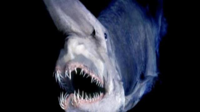 Video: Rinvenuta una nuova specie di squalo