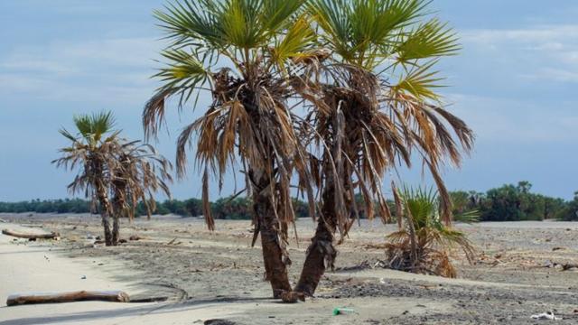 Interesting facts about palm trees and society