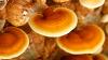 Superalimento: ¿Conoces el hongo Reishi? 