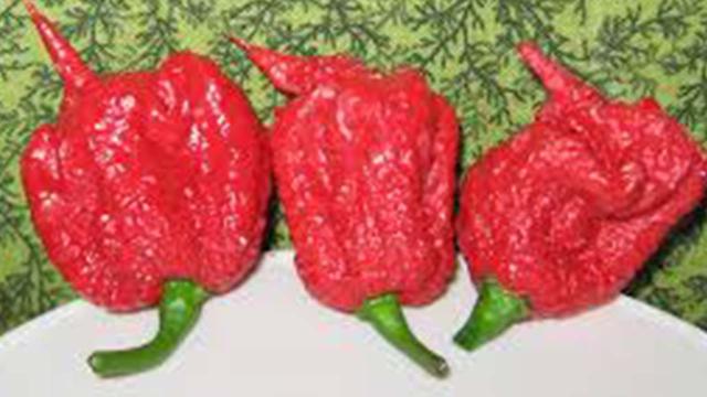 Peperoncino più piccante del mondo: lo mangia e finisce all'ospedale