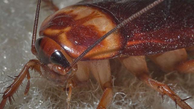 Blatte volanti: ecco come difendere la casa dall'invasione 
