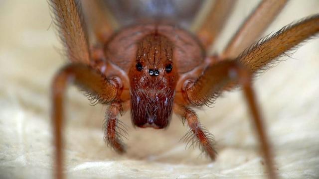 Ragno violino, allarme rosso per l'Italia - VIDEO