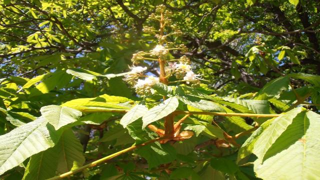 El Castaño de Indias y sus beneficios