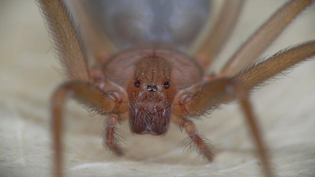 Ragno violino: come riconoscerlo, dove si trova, i sintomi e il veleno